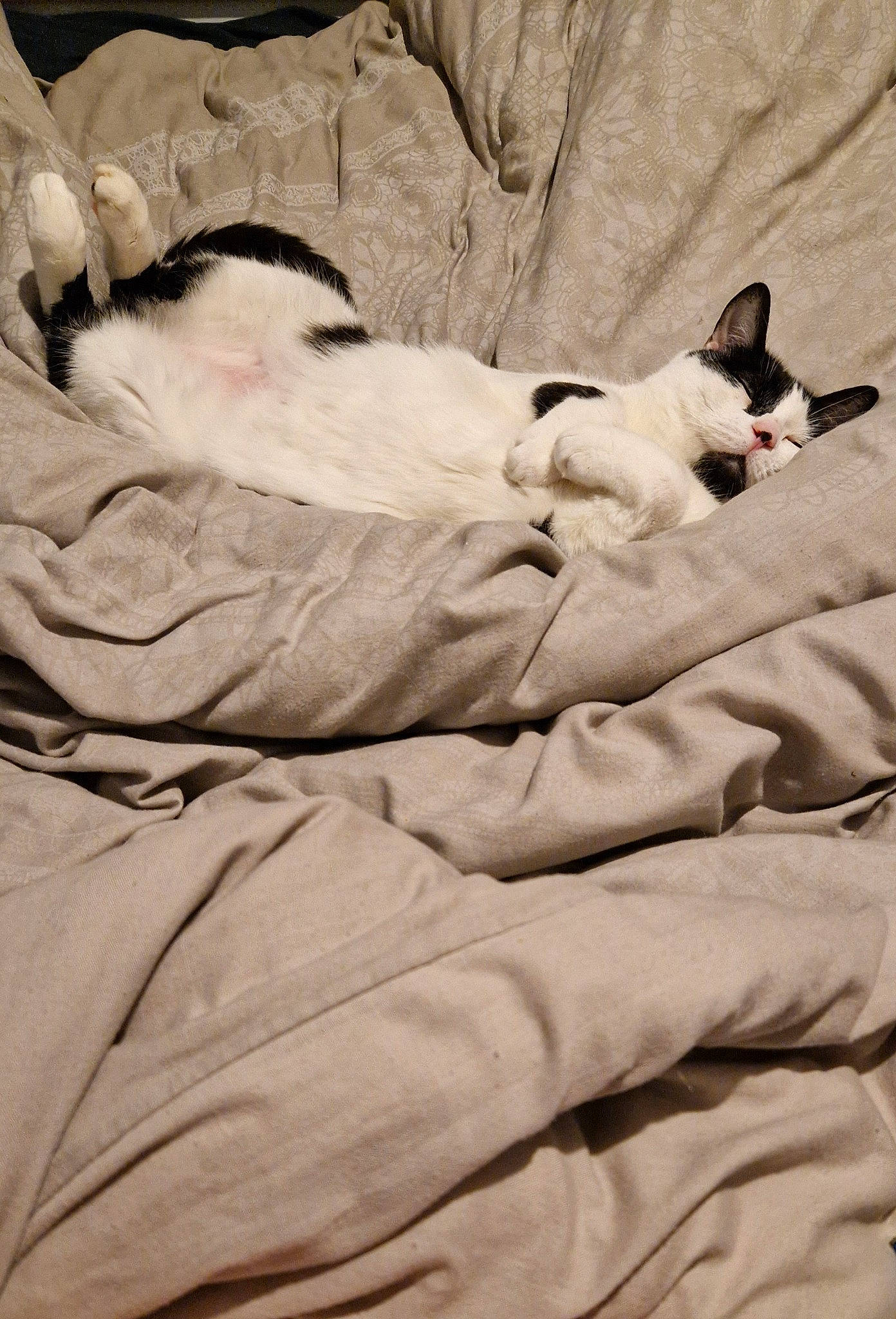 Ying joined the competition — help win amazing prizes! bedding, carnivore, comfort, companion_dog, couch, dog, dog_breed, duvet, fawn, felidae, fur, grey, linens, nap, paw, small_to_medium_sized_cats, snout, sporting_group, tail, whiskers