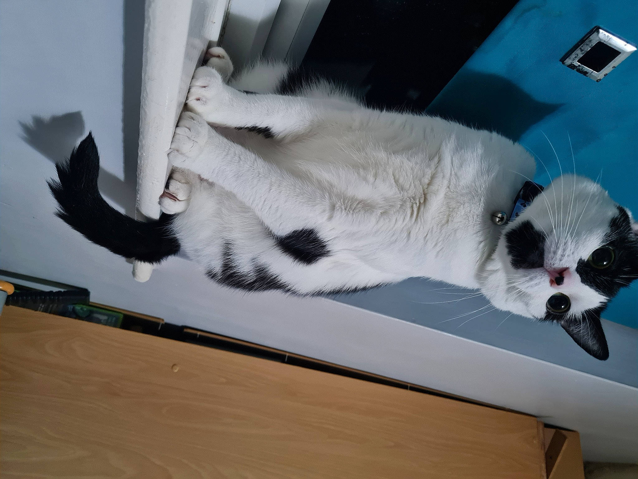 Ying is registered to the contest to win money with this photo: carnivore, cat, collar, comfort, companion_dog, dog_breed, domestic_short_haired_cat, felidae, flooring, fur, hardwood, laminate_flooring, paw, room, small_to_medium_sized_cats, sporting_group, tail, whiskers, wood, wood_flooring