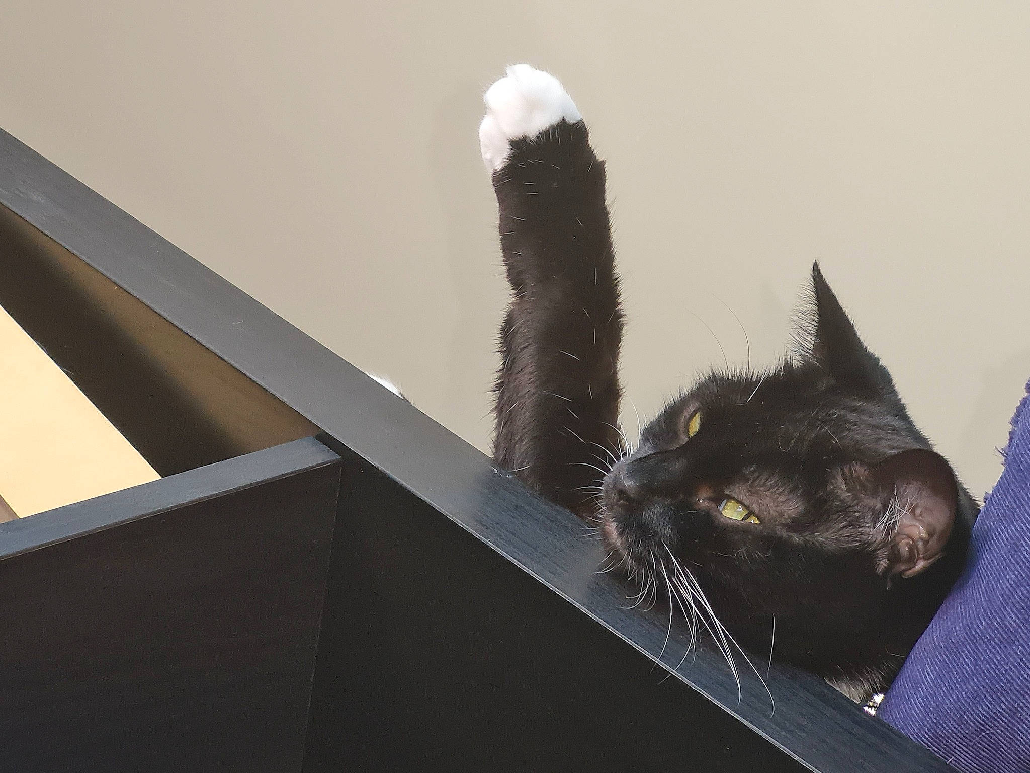 Yang is registered to the contest to win money with this photo: black_cat, carnivore, cat, claw, domestic_short_haired_cat, feather, felidae, fur, natural_material, paw, small_to_medium_sized_cats, tail, whiskers, window, wood