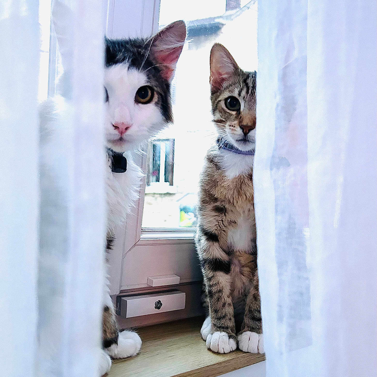 Otis Et Rider a rejoint le concours — aidez-le/la à gagner de superbes lots ! animal, black_and_white_cat, cat, collar, curious, curtain, daylight, domestic, feline, home, indoor, looking, paws, pets, sitting, tabby_cat, two_cats, whiskers, window, wooden_sill