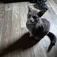 Bandit joined the competition — help win amazing prizes! cat, gray_cat, pet, animal, wooden_floor, shadow, indoor, shoes, sneakers, flooring, curious, fur, whiskers, tail, ears, domestic_cat, feline, quiet, resting, cozy
