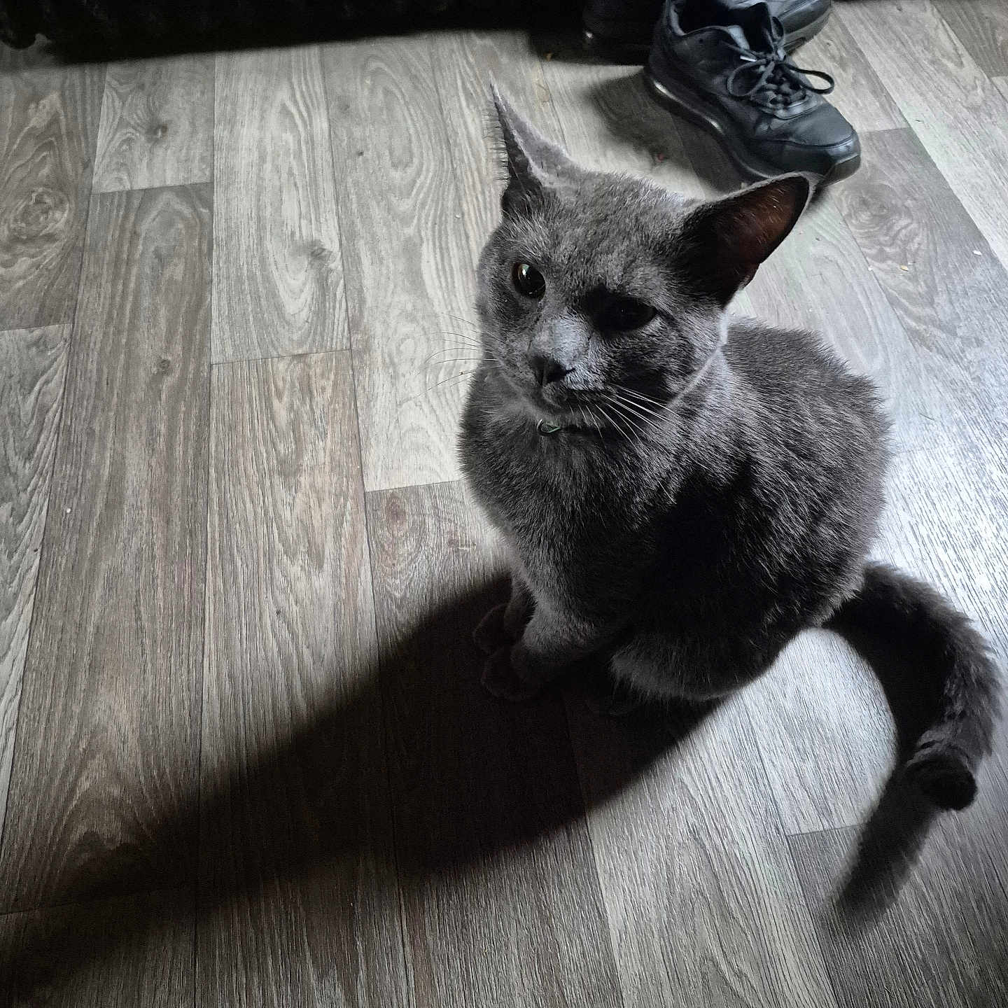 Bandit joined the competition — help win amazing prizes! animal, cat, cozy, curious, domestic_cat, ears, feline, flooring, fur, gray_cat, indoor, pet, quiet, resting, shadow, shoes, sneakers, tail, whiskers, wooden_floor