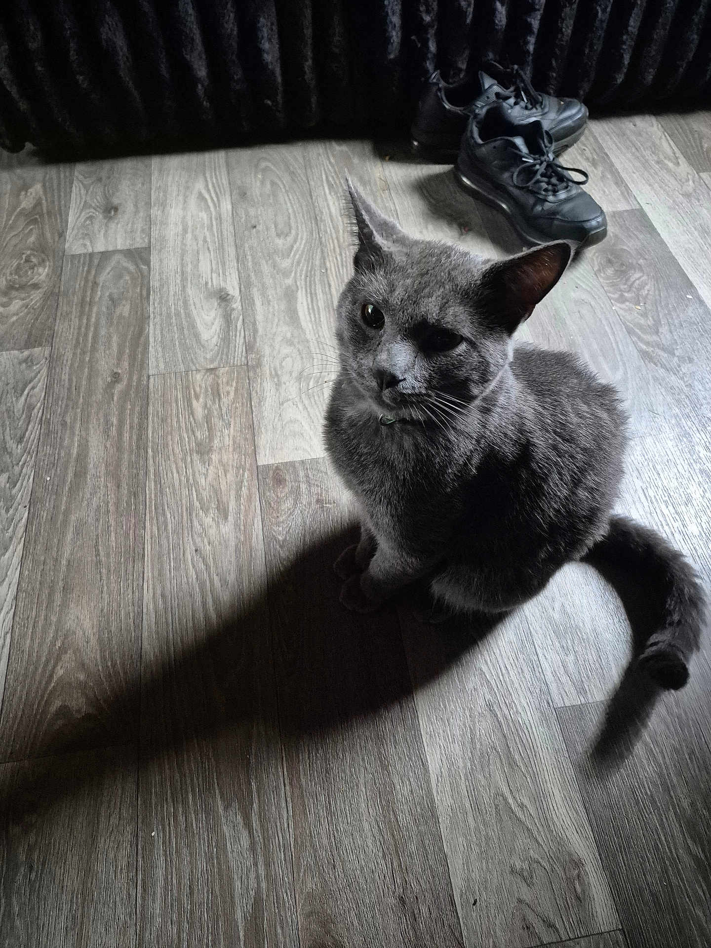Bandit joined the competition — help win amazing prizes! cat, gray_cat, pet, animal, wooden_floor, shadow, indoor, shoes, sneakers, flooring, curious, fur, whiskers, tail, ears, domestic_cat, feline, quiet, resting, cozy