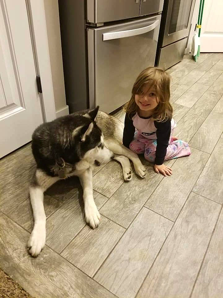 Emerald joined the competition — help win amazing prizes! alaskan_klee_kai, alaskan_malamute, canidae, carnivore, child, companion_dog, dog, dog_breed, fawn, floor, flooring, hardwood, joy, leg, mammal, northern_inuit_dog, person, siberian_husky, sled_dog, tail