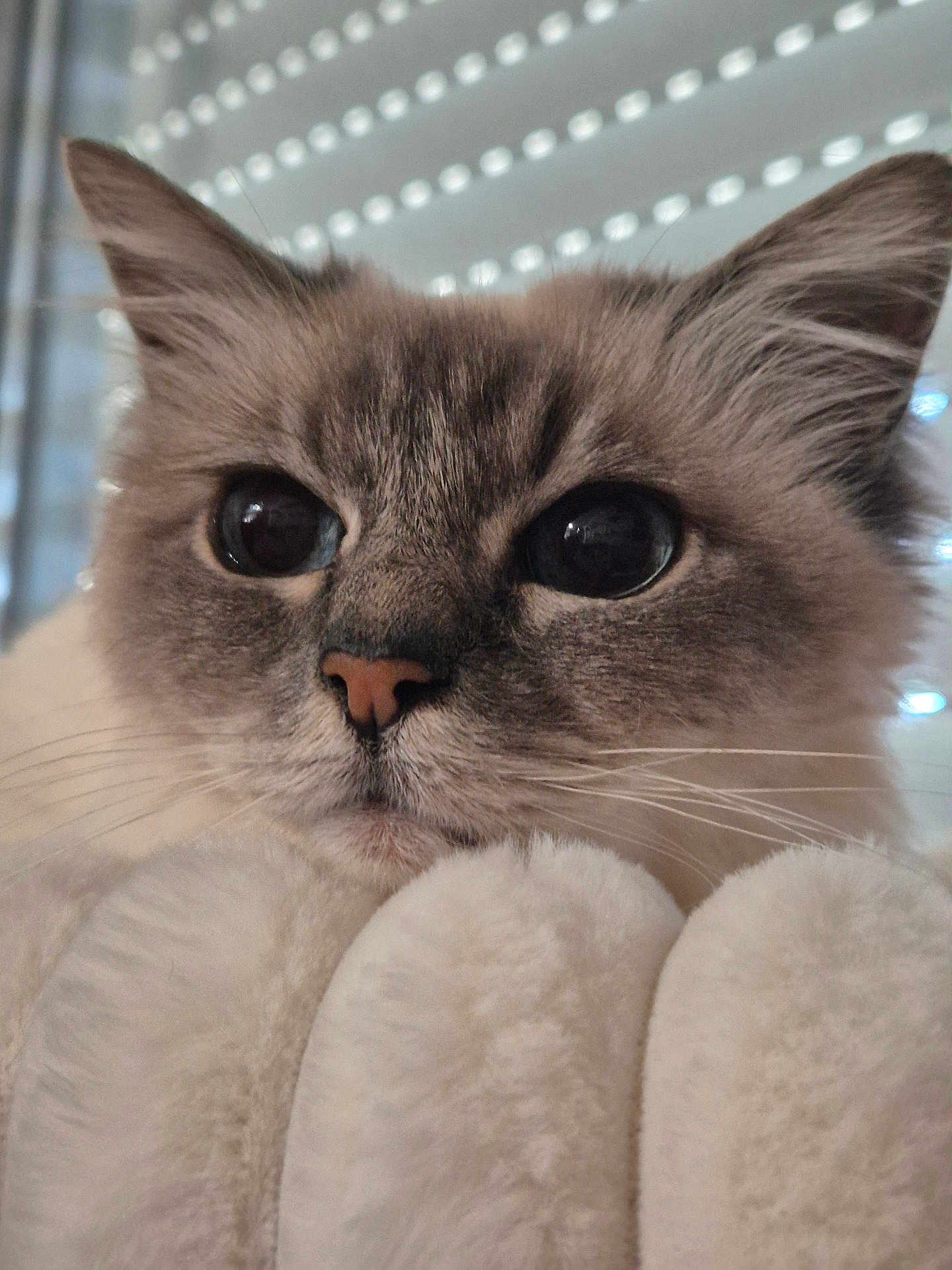 Edene-shan participe au concours pour gagner de l'argent avec cette photo : cat, close_up, fluffy, eyes, whiskers, nose, soft, plush, indoor, pet, feline, curious, cozy, fur, animal, window_blinds, background, portrait, cute, mammal