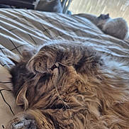 Sushi participe au concours pour gagner de l'argent avec cette photo : cat, tabby_cat, fluffy, sleeping, paw, bed, blanket, indoor, window, sunlight, resting, feline, pet, cozy, fur, cute, relaxing, animal, domestic, two_cats