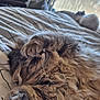 cat, tabby_cat, fluffy, sleeping, paw, bed, blanket, indoor, window, sunlight, resting, feline, pet, cozy, fur, cute, relaxing, animal, domestic, two_cats