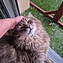 cat, fluffy, pet, animal, hand, window, grass, fence, outdoor, fur, whiskers, relaxed, cozy, domestic, mammal, closeup, friendly, comfort, nature, resting