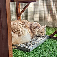Naruto participe au concours pour gagner de l'argent avec cette photo : cat, sleeping, fluffy, feline, pet, outdoor, enclosure, wooden_structure, green_grass, artificial_grass, resting, peaceful, close_up, natural_light, animal, domestic_cat, fur, relaxation, quiet, daytime