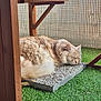 cat, sleeping, fluffy, feline, pet, outdoor, enclosure, wooden_structure, green_grass, artificial_grass, resting, peaceful, close_up, natural_light, animal, domestic_cat, fur, relaxation, quiet, daytime