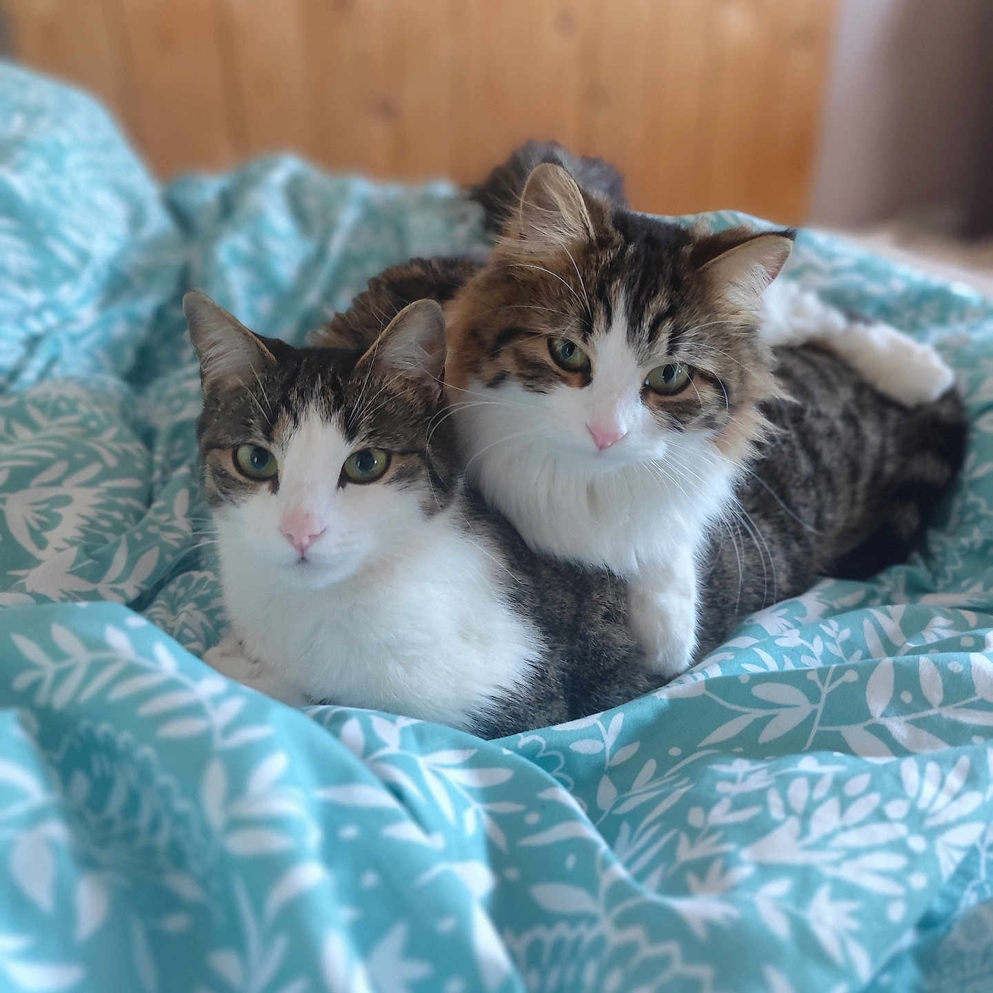 Minouche Et Fana