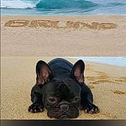 Bruno joined the competition — help win amazing prizes! dog, french_bulldog, beach, sand, ocean, waves, pet, animal, lying_down, close_up, black_dog, outdoor, water, nature, summer, relaxing, portrait, cute, canine, resting