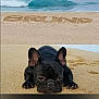 dog, french_bulldog, beach, sand, ocean, waves, pet, animal, lying_down, close_up, black_dog, outdoor, water, nature, summer, relaxing, portrait, cute, canine, resting