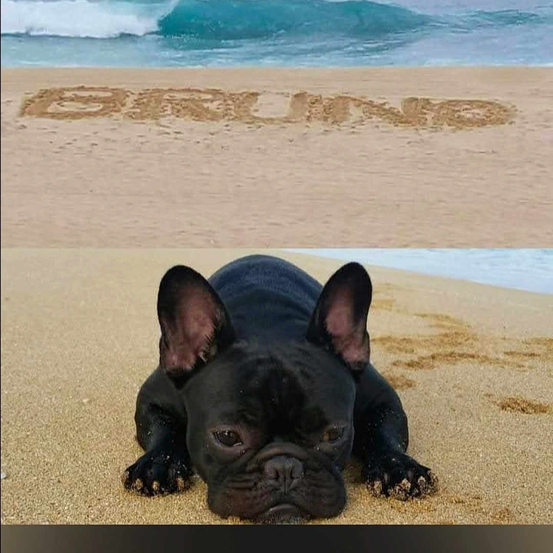 Bruno joined the competition — help win amazing prizes! animal, beach, black_dog, canine, close_up, cute, dog, french_bulldog, lying_down, nature, ocean, outdoor, pet, portrait, relaxing, resting, sand, summer, water, waves