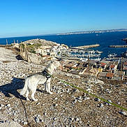 Moogli participe au concours pour gagner de l'argent avec cette photo : dog, husky, rocky_ground, hilltop, coast, sea, ocean, marina, boats, town, houses, clear_sky, leash, outdoor, daytime, shadow, fence, landscape, nature, travel