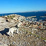 dog, husky, rocky_ground, hilltop, coast, sea, ocean, marina, boats, town, houses, clear_sky, leash, outdoor, daytime, shadow, fence, landscape, nature, travel