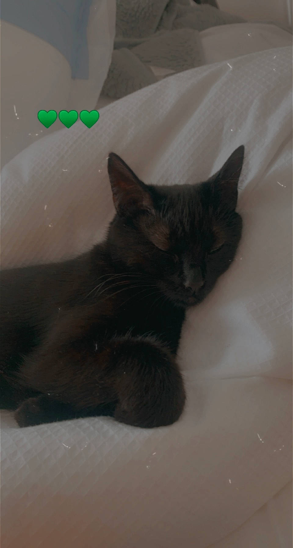 Edna joined the competition — help win amazing prizes! black_cat, carnivore, cat, claw, domestic_short_haired_cat, ear, felidae, fur, grey, paw, small_to_medium_sized_cats, snout, tail, terrestrial_animal, whiskers, window