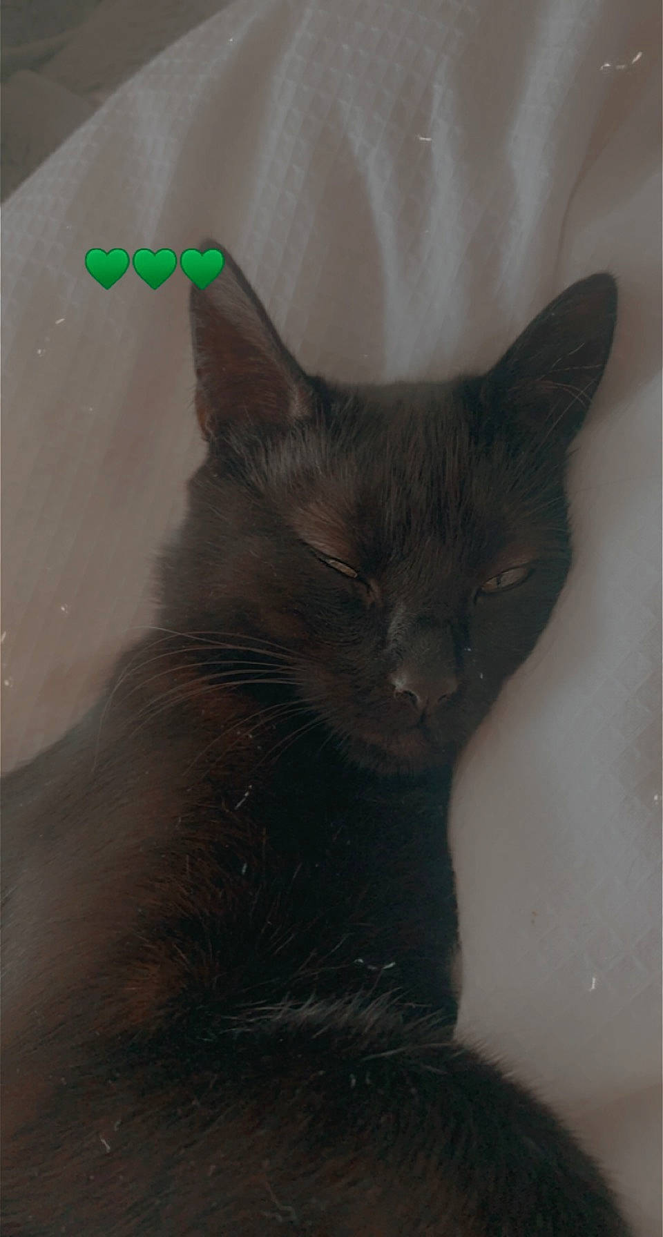 Edna is registered to the contest to win money with this photo: black_cat, bombay, carnivore, cat, domestic_short_haired_cat, ear, felidae, fur, grey, small_to_medium_sized_cats, snout, tail, terrestrial_animal, whiskers, window