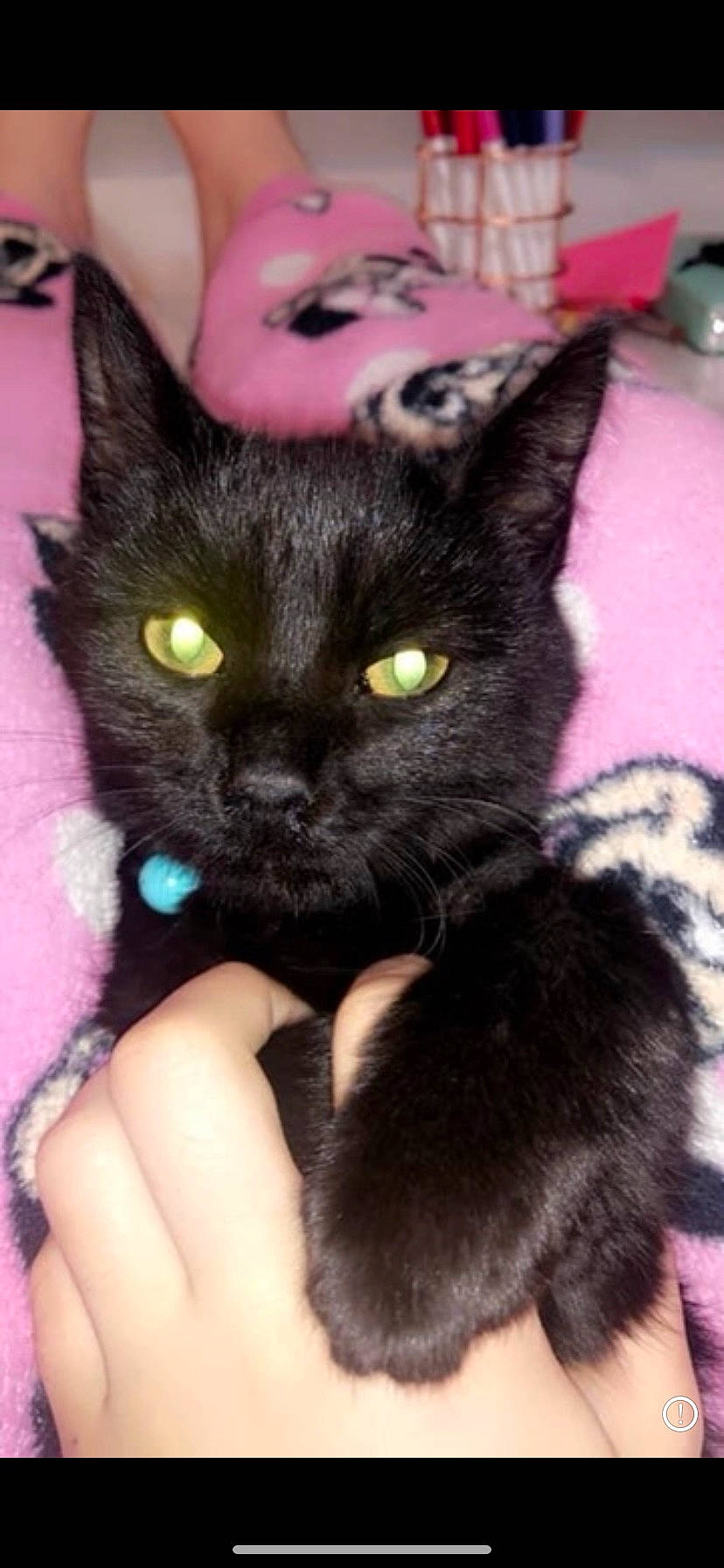 Edna is registered to the contest to win money with this photo: black_cat, bombay, carnivore, cat, claw, domestic_short_haired_cat, eyelash, fawn, felidae, fur, nail, paw, small_to_medium_sized_cats, snout, tail, whiskers