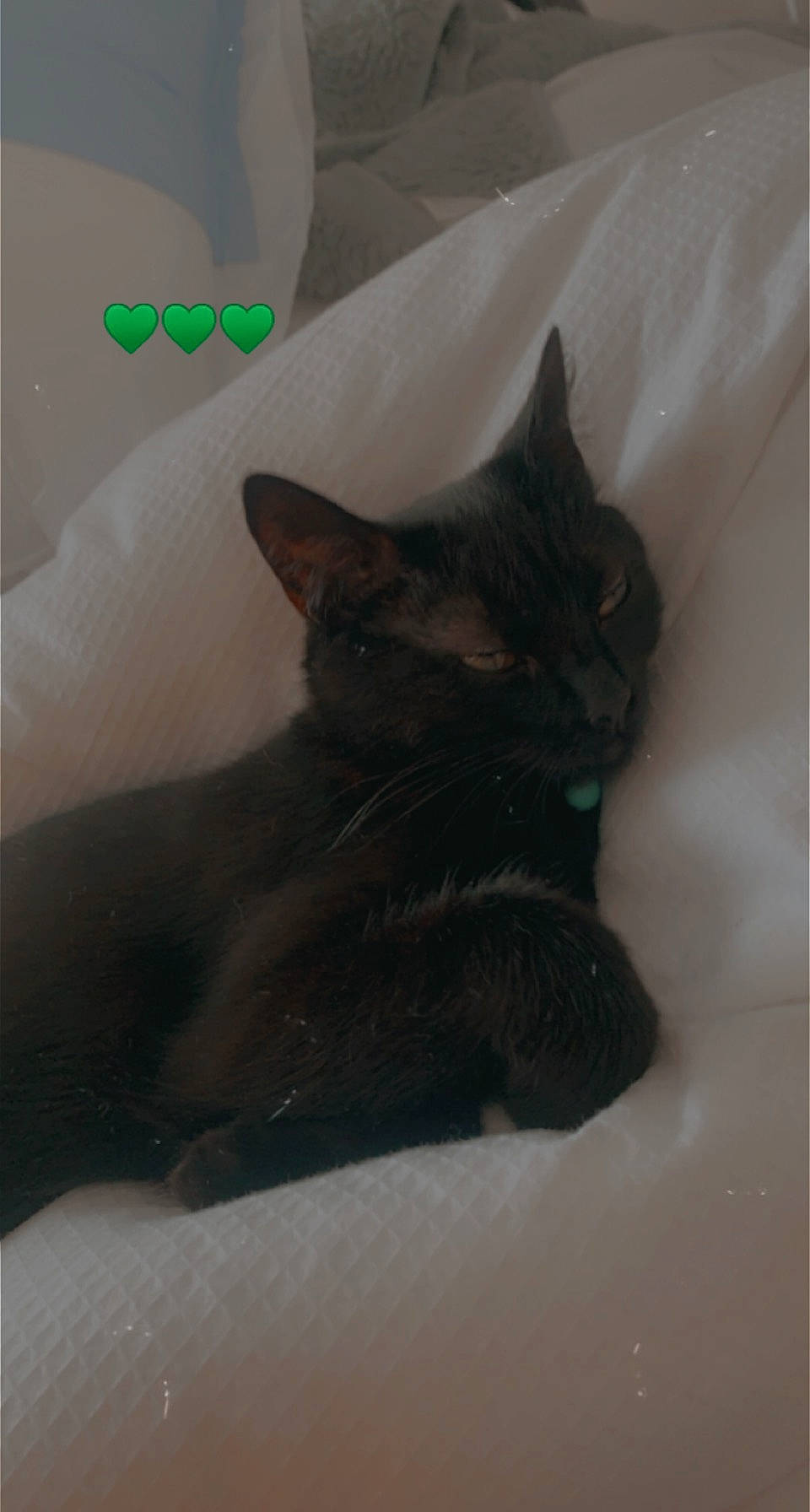 Edna is registered to the contest to win money with this photo: black_cat, bombay, carnivore, cat, cat_supply, claw, comfort, domestic_short_haired_cat, felidae, fur, grey, paw, photo_caption, small_to_medium_sized_cats, snout, tail, terrestrial_animal, whiskers, window