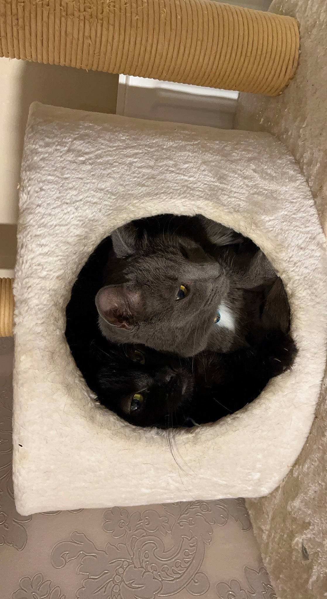 Edna joined the competition — help win amazing prizes! carnivore, cat, circle, domestic_short_haired_cat, door, felidae, flooring, fur, hardwood, pet_supply, rectangle, room, small_to_medium_sized_cats, snout, whiskers, window, wood