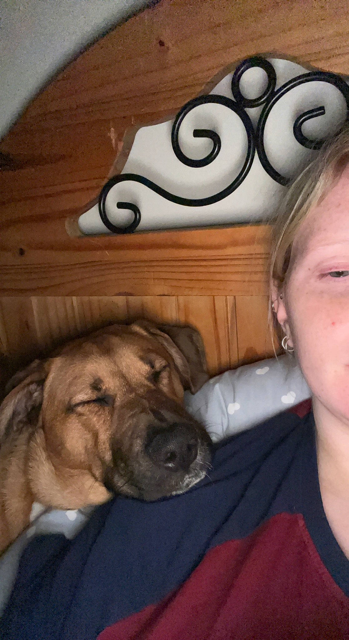 Stella is registered to the contest to win money with this photo: carnivore, comfort, companion_dog, dog, dog_breed, ear, eyewear, fawn, flooring, gesture, happy, hardwood, mammal, selfie, sporting_group, vertebrate, wood, wood_stain, working_animal, wrinkle