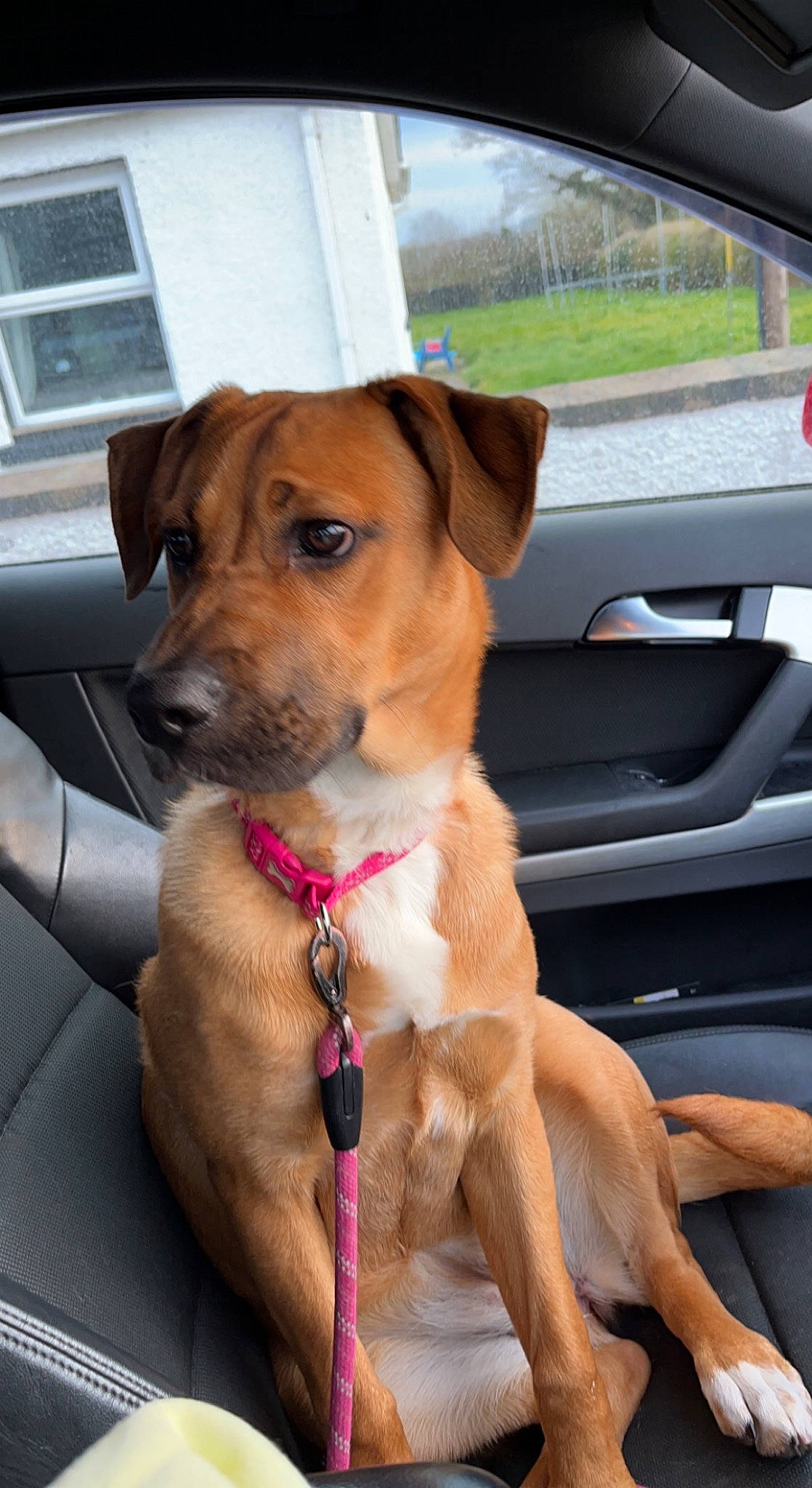 Stella is registered to the contest to win money with this photo: automotive_exterior, automotive_mirror, car, car_seat, carnivore, collar, companion_dog, dog, dog_breed, dog_collar, fawn, leash, motor_vehicle, personal_luxury_car, steering_wheel, vehicle, vehicle_door, whiskers, window, windshield