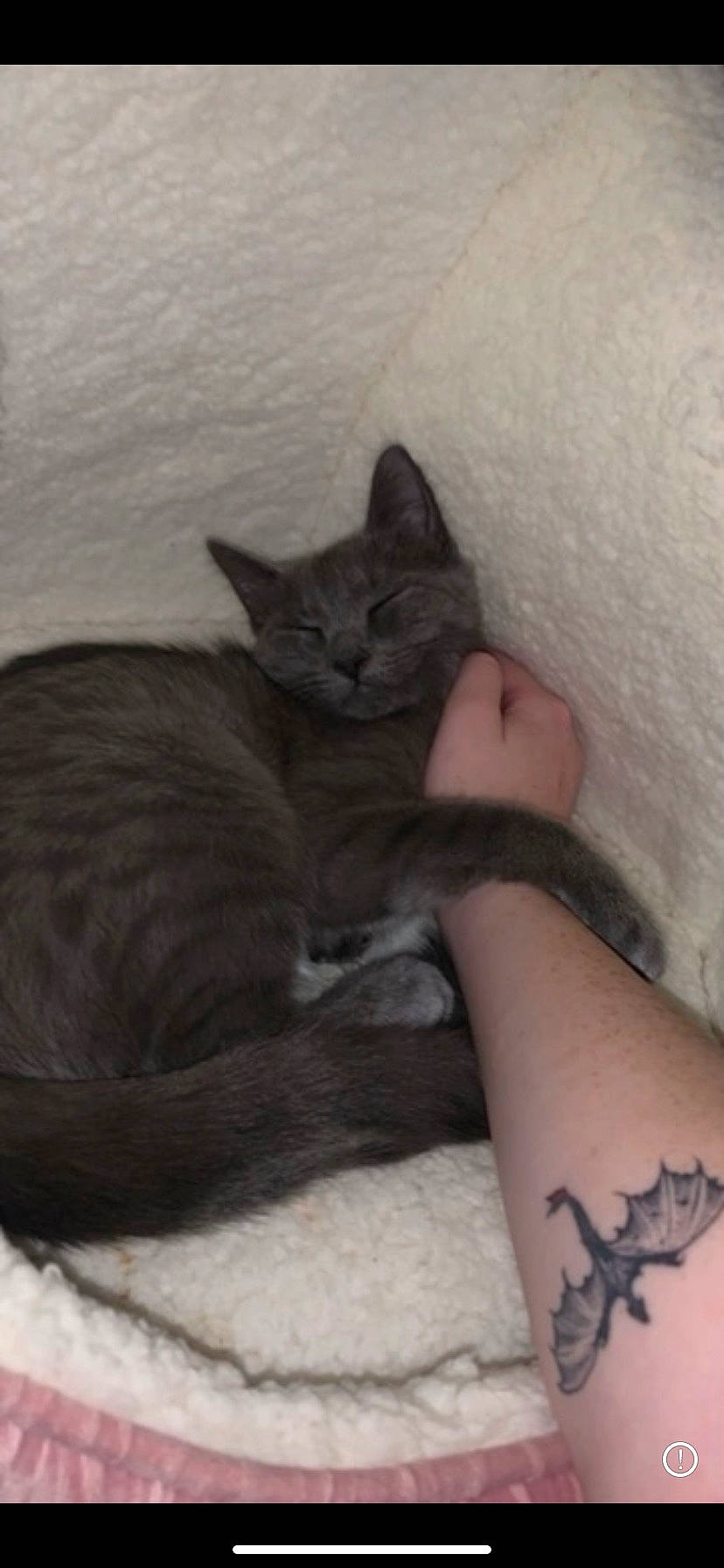 Daisy is registered to the contest to win money with this photo: calf, carnivore, cat, comfort, cover_up, domestic_short_haired_cat, elbow, felidae, fur, grey, human_leg, paw, russian_blue, sleeve, small_to_medium_sized_cats, tail, temporary_tattoo, thigh, whiskers, wrist