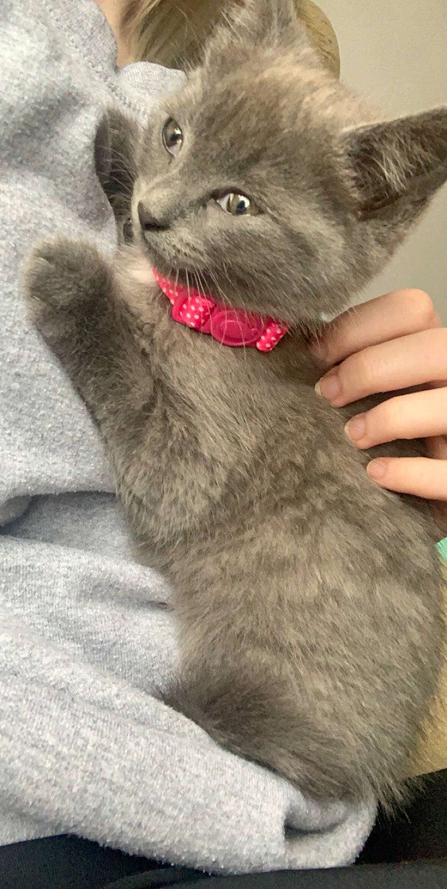 Daisy is registered to the contest to win money with this photo: carnivore, cat, claw, domestic_short_haired_cat, ear, felidae, fur, gesture, grey, paw, russian_blue, small_to_medium_sized_cats, snout, tail, terrestrial_animal, whiskers