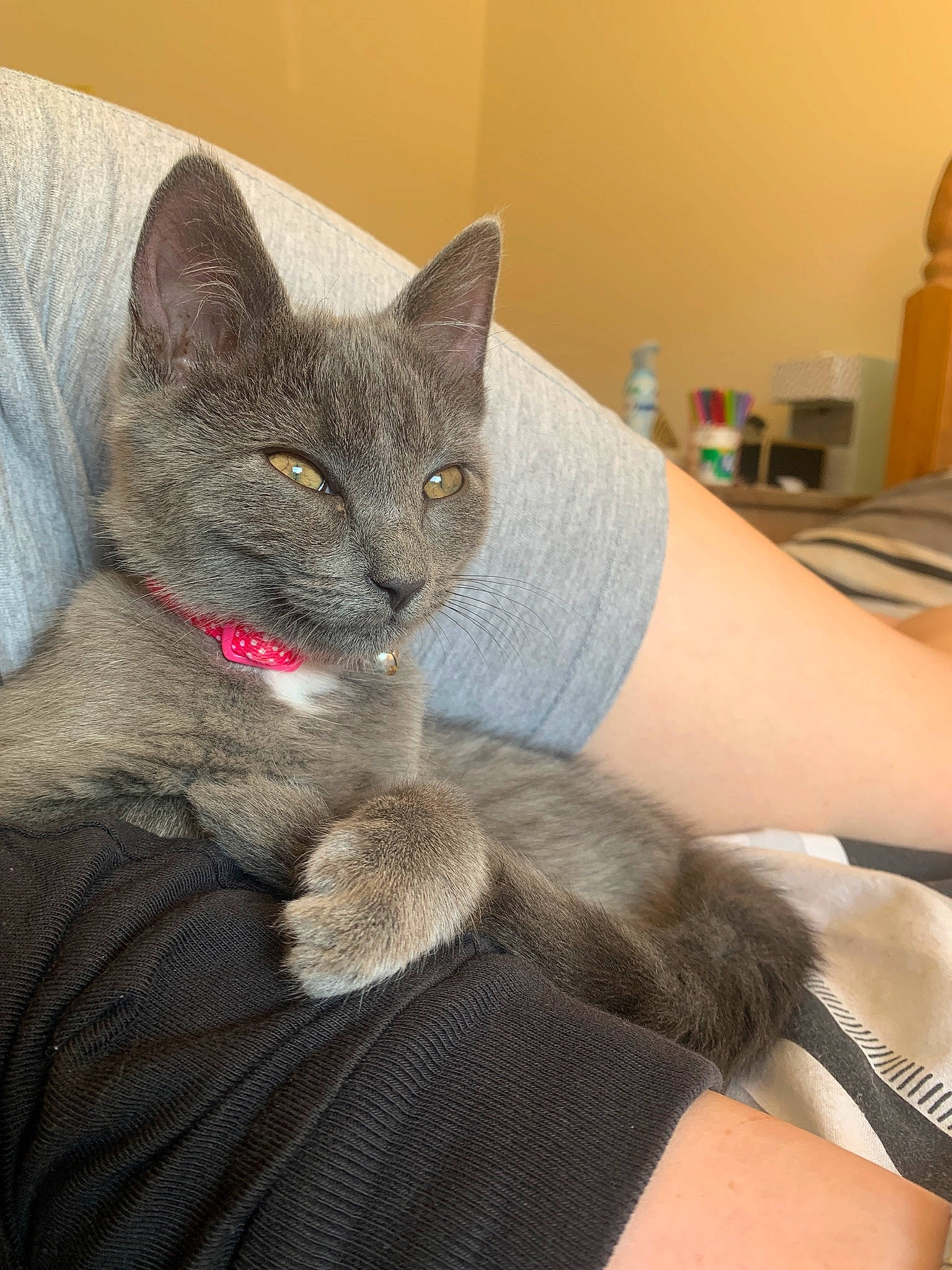 Daisy joined the competition — help win amazing prizes! carnivore, cat, claw, comfort, domestic_short_haired_cat, ear, elbow, felidae, fur, gesture, grey, lap, paw, russian_blue, sitting, small_to_medium_sized_cats, whiskers, wrist