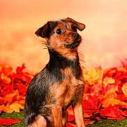 Léo a rejoint le concours — aidez-le/la à gagner de superbes lots ! alert, animal, autumn_leaves, background_blur, black_fur, brown_fur, canine, cute, dog, fall, fur, grass, leaf_litter, nature, outdoor, pet, portrait, seasonal, sitting, small_dog