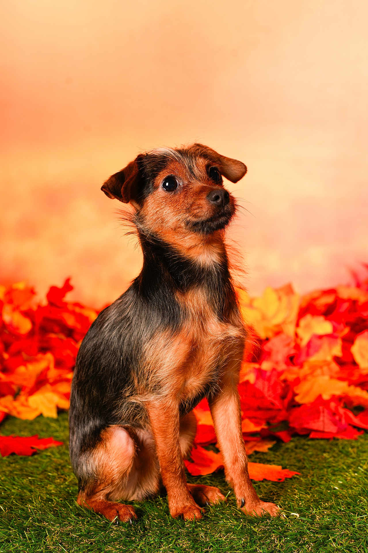 Léo a rejoint le concours — aidez-le/la à gagner de superbes lots ! alert, animal, autumn_leaves, background_blur, black_fur, brown_fur, canine, cute, dog, fall, fur, grass, leaf_litter, nature, outdoor, pet, portrait, seasonal, sitting, small_dog