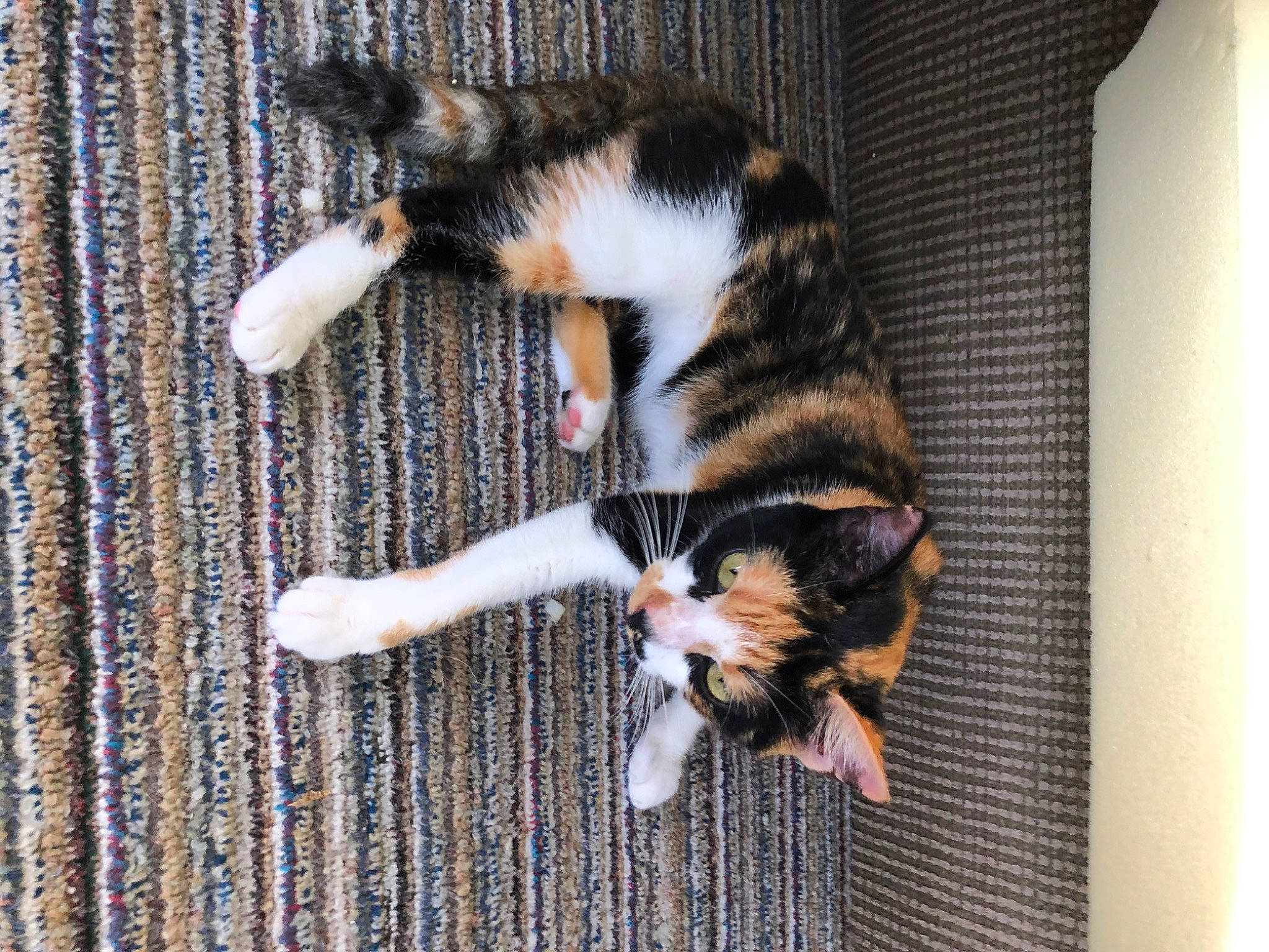 Basil joined the competition — help win amazing prizes! brown, canidae, carnivore, cat, claw, dog_breed, domestic_short_haired_cat, felidae, flooring, fur, paw, small_to_medium_sized_cats, snout, sporting_group, tail, terrestrial_animal, whiskers, wood