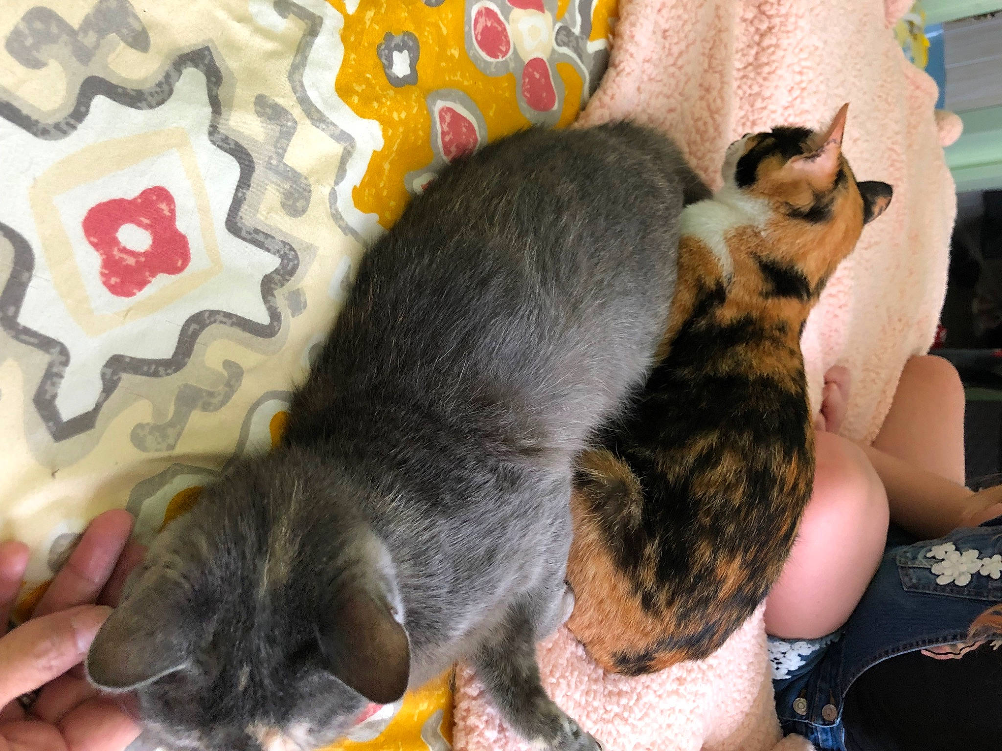 Basil joined the competition — help win amazing prizes! canidae, carnivore, cat, claw, comfort, dog_breed, domestic_short_haired_cat, ear, felidae, foot, fur, nap, paw, small_to_medium_sized_cats, snout, tail, terrestrial_animal, whiskers