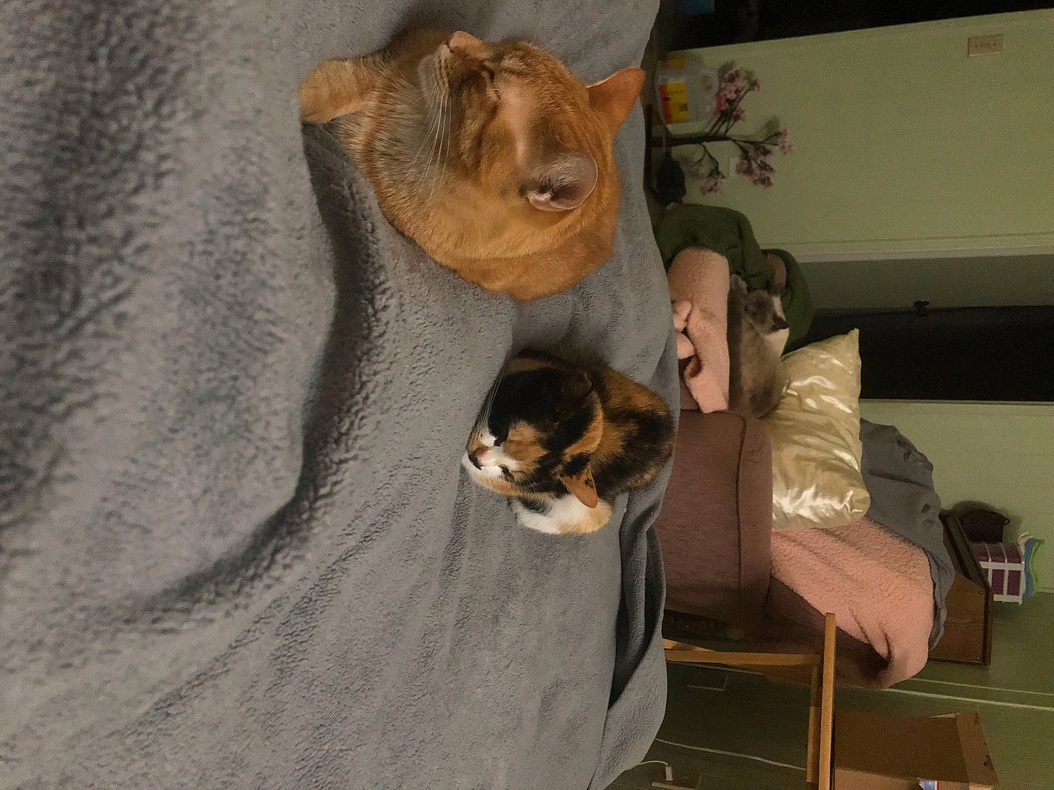 Basil is registered to the contest to win money with this photo: carnivore, cat, comfort, companion_dog, couch, dog_breed, domestic_short_haired_cat, fawn, felidae, fur, hardwood, plant, room, small_to_medium_sized_cats, sporting_group, tail, toy, vertebrate, whiskers, wood