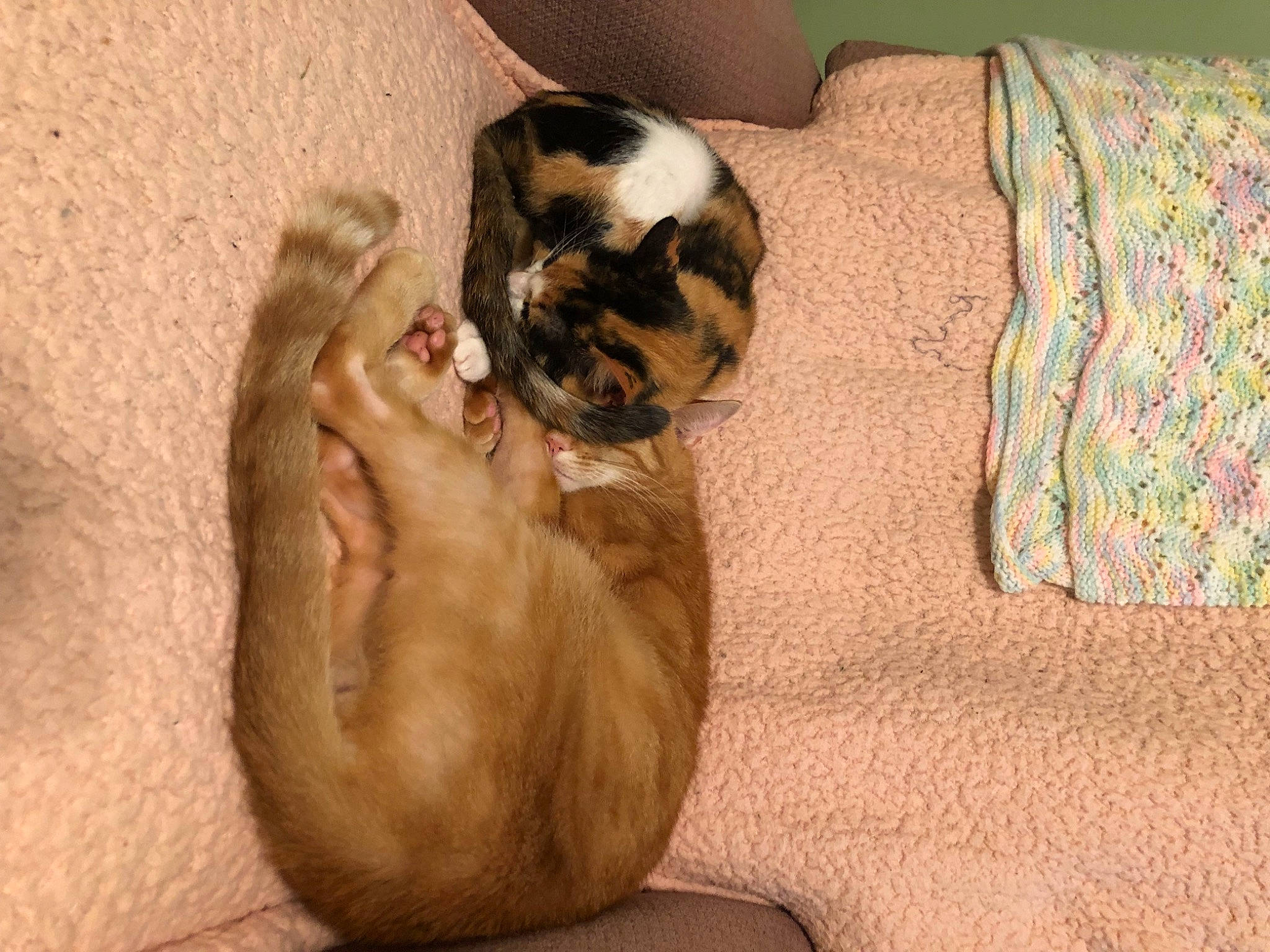 Basil is registered to the contest to win money with this photo: canidae, carnivore, cat, comfort, companion_dog, dog_breed, fawn, felidae, foot, fur, hardwood, human_leg, paw, small_to_medium_sized_cats, snout, sporting_group, tail, toe, whiskers, wood