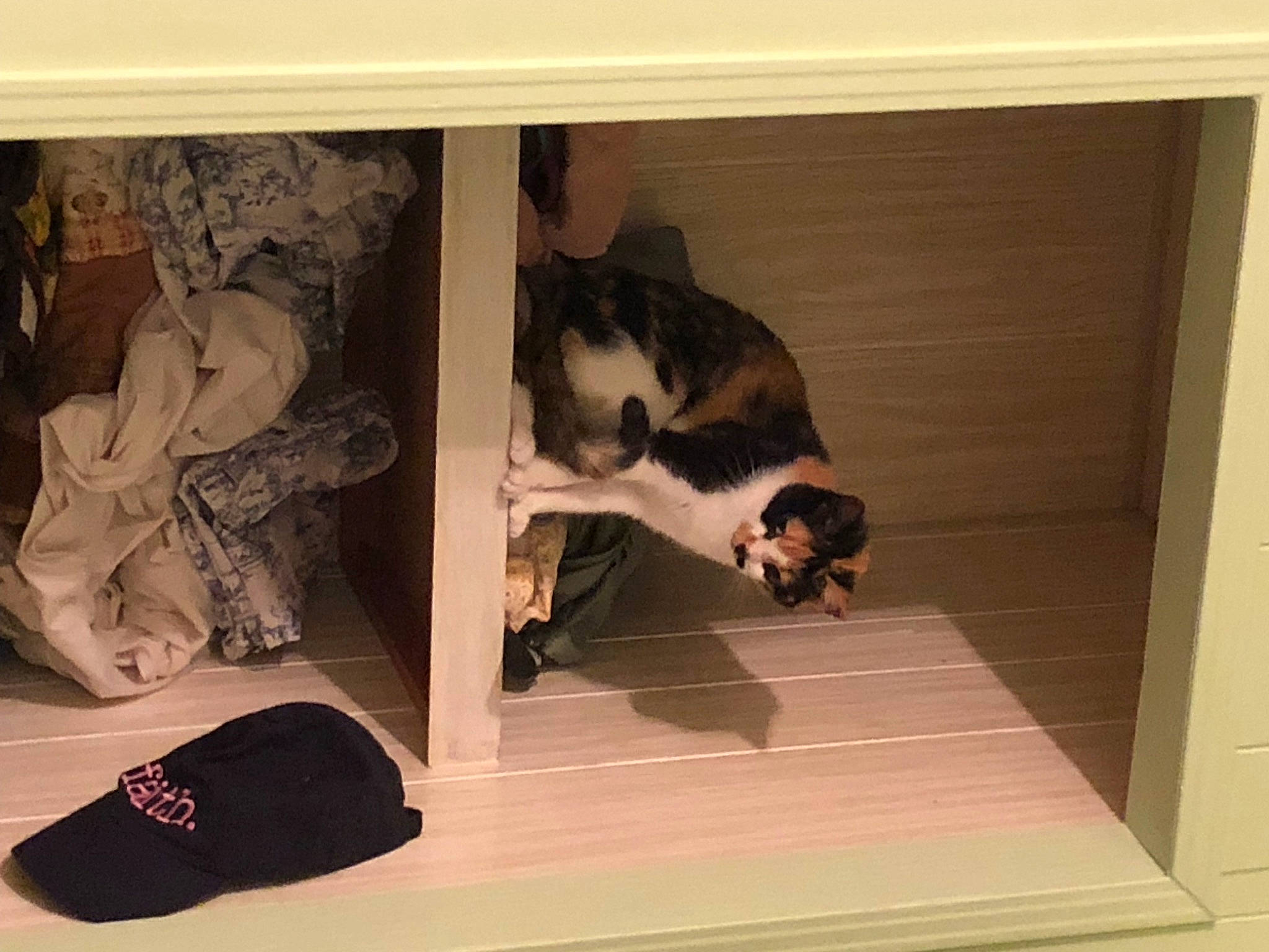 Basil joined the competition — help win amazing prizes! art, baseball_cap, carnivore, cat, cat_supply, comfort, felidae, flooring, fur, hardwood, pet_supply, room, small_to_medium_sized_cats, stairs, tail, visual_arts, whiskers, wood