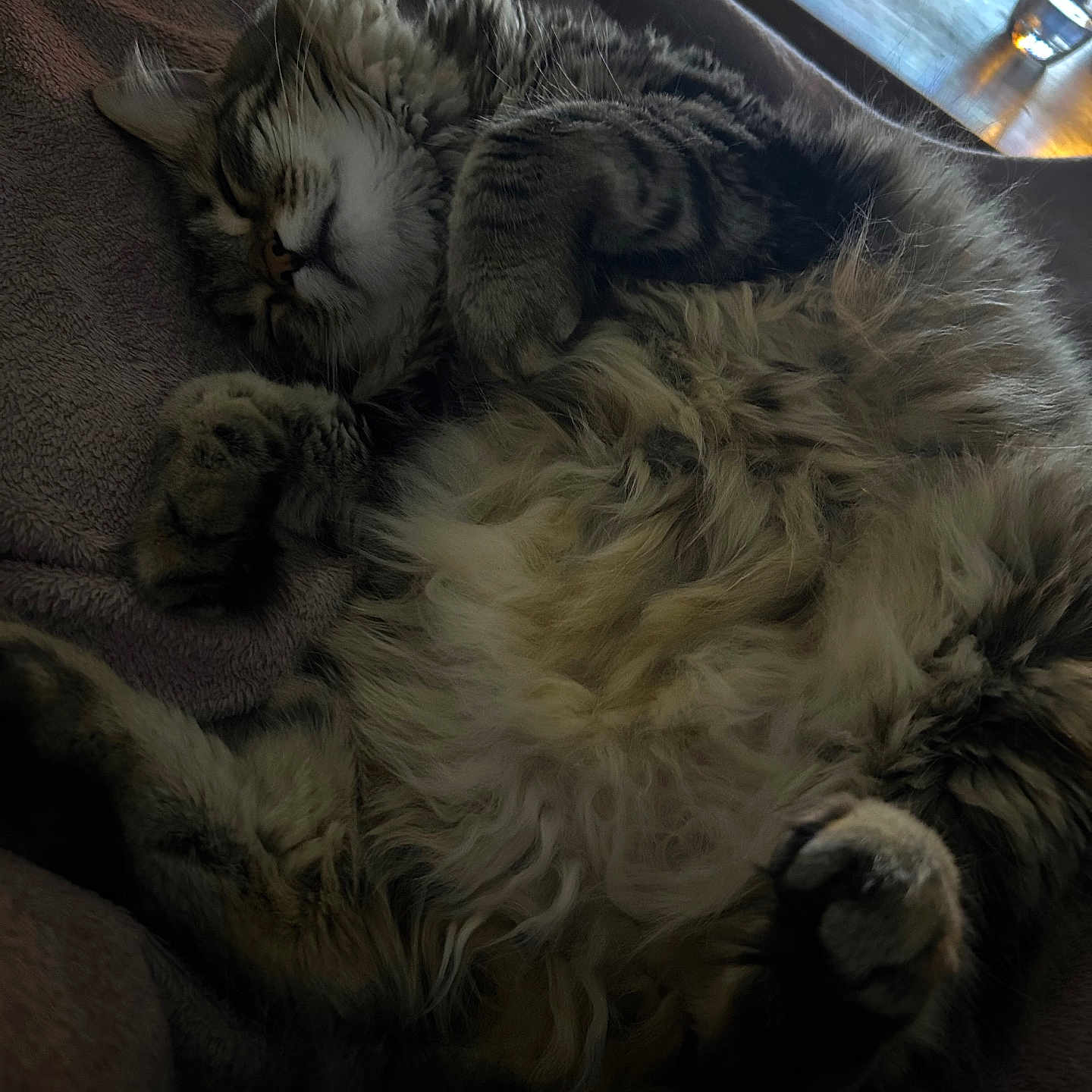 Nala participe au concours pour gagner de l'argent avec cette photo : animal, blanket, cat, cozy, cute, domestic, feline, fluffy, fur, indoor, mammal, paw, pet, relaxation, resting, sleeping, soft, tabby, table, whiskers