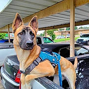 Lulu is registered to the contest to win money with this photo: dog, german_shepherd, pickup_truck, harness, parking_lot, car, outdoor, pet, animal, canine, leash, vehicle, alert, ears_up, suburban, daytime, fence, curious, standing, covered_parking
