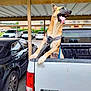 Lulu joined the competition — help win amazing prizes! dog, pickup_truck, carport, parking_lot, vehicle, canine, tongue_out, excited, outdoor, pet, harness, white_truck, black_car, daylight, metal_roof, parked_cars, side_view, animal, leash, tail_wagging