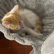 Bingo Et Bounty a rejoint le concours — aidez-le/la à gagner de superbes lots ! kitten, cat, sleeping, cat_bed, cat_tree, orange_and_white, feline, indoor, cozy, soft_texture, fur, pet, resting, cardboard_box, floor_tiles, home, animal, cute, small, quiet
