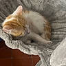 kitten, cat, sleeping, cat_bed, cat_tree, orange_and_white, feline, indoor, cozy, soft_texture, fur, pet, resting, cardboard_box, floor_tiles, home, animal, cute, small, quiet