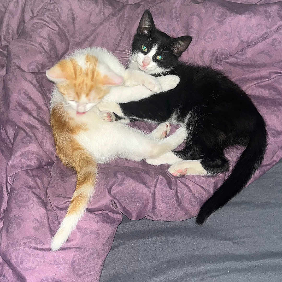 Bingo Et Bounty