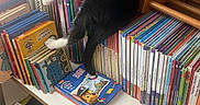 Bingo Et Bounty participe au concours pour gagner de l'argent avec cette photo : black_and_white_cat, books, bookshelf, bracelet, cat, child, colorful, curtain, hand, indoor, notebook, paper, paw, puzzle_toy, reading_material, resting, sitting, toy, window, wooden_toy