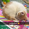 Bingo Et Bounty a rejoint le concours — aidez-le/la à gagner de superbes lots ! kitten, cat, sleeping, curled_up, book, unicorn, colorful, children, toys, indoor, floor, playroom, furniture, orange, white, nap, cute, pet, animal, cozy