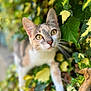 animal, background_blur, cat, close_up, curious, cute, feline, garden, greenery, ivy, leaf, mammal, nature, outdoor, pet, plant, portrait, soft_focus, whiskers, yellow_eyes