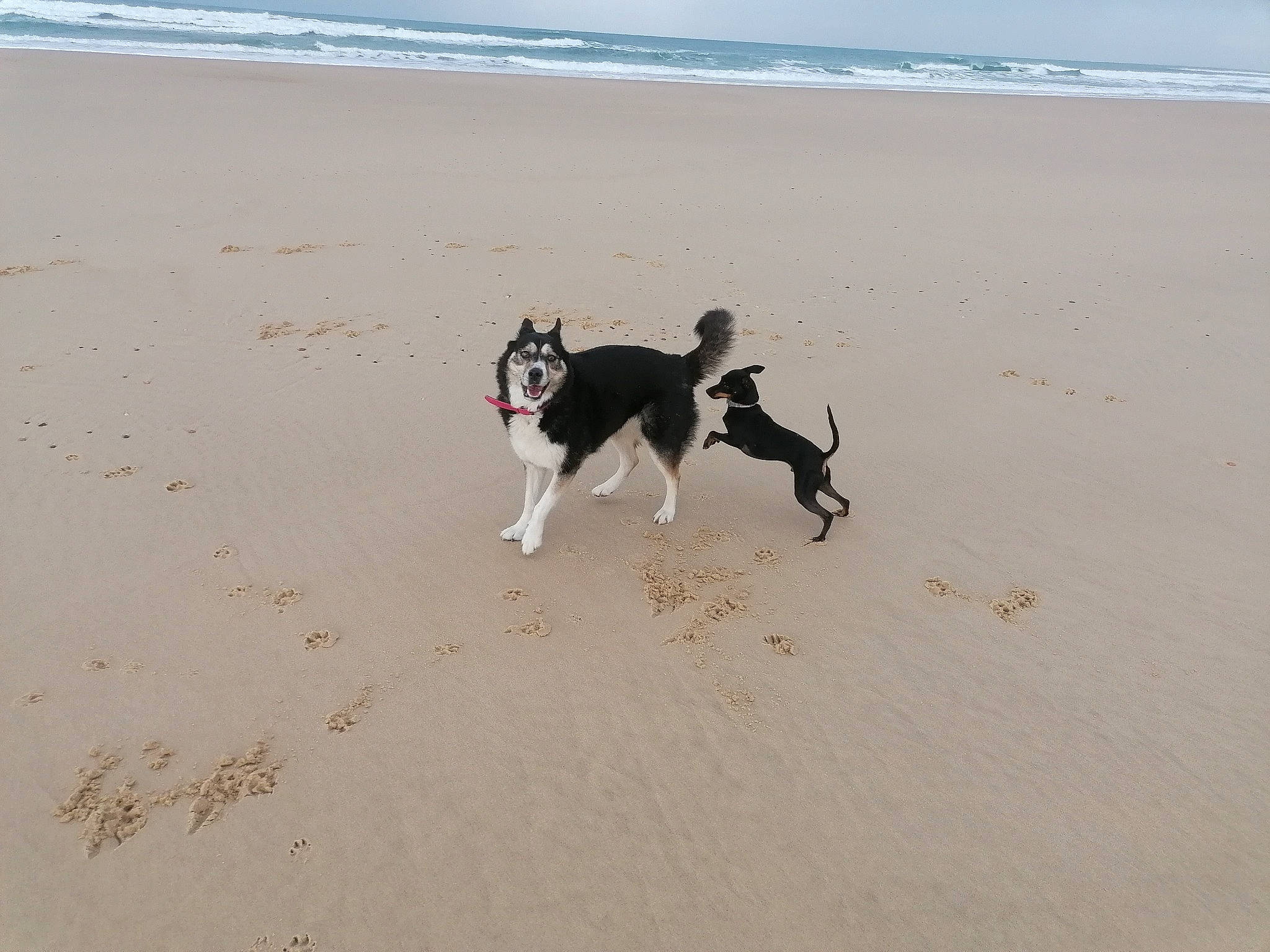 Mira participe au concours pour gagner de l'argent avec cette photo : beach, body_of_water, canidae, carnivore, coast, companion_dog, dog, dog_breed, dog_walking, fawn, ocean, recreation, sand, shore, sporting_group, tail, water, wind_wave, working_animal, working_dog