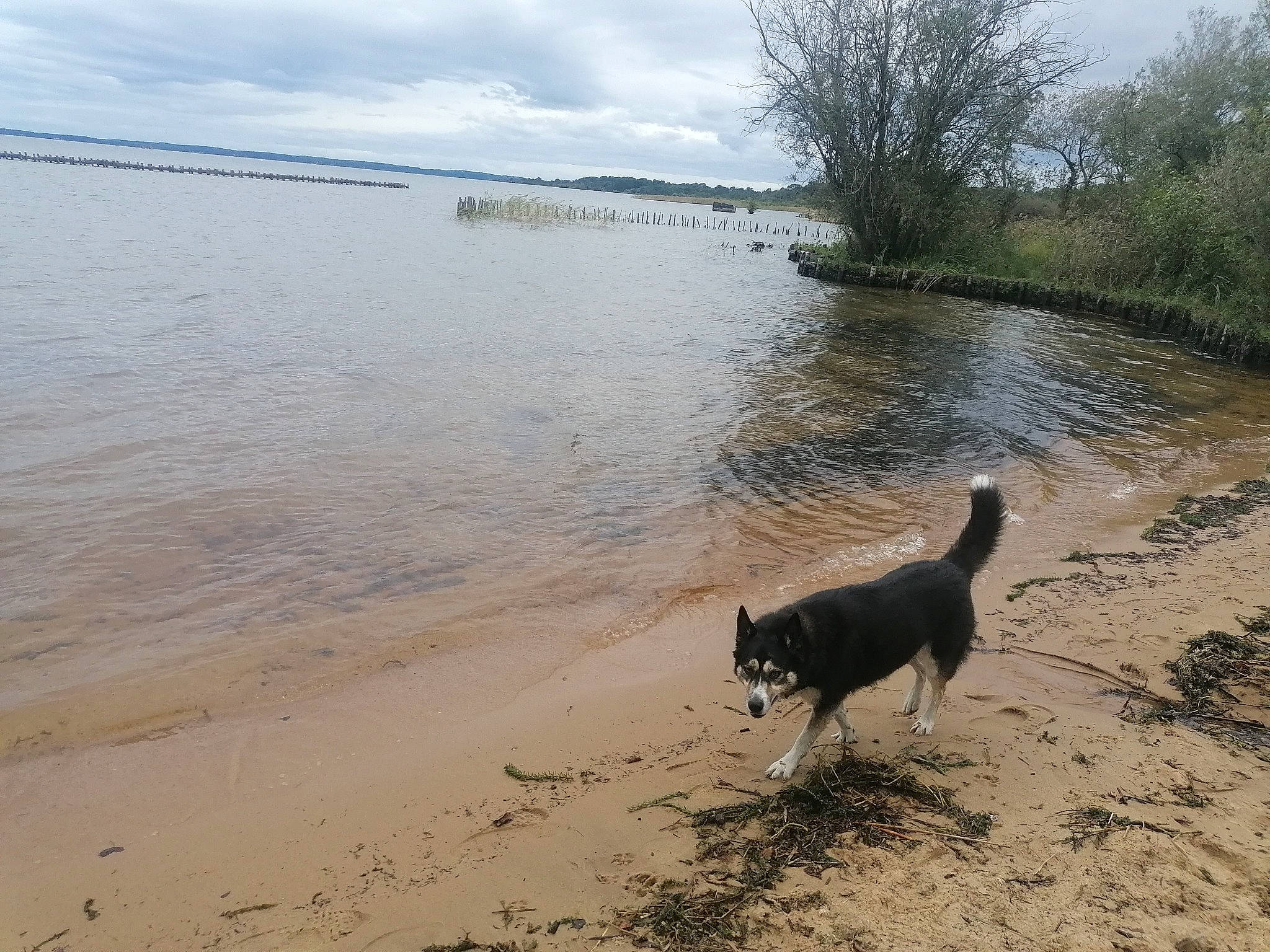 Mira participe au concours pour gagner de l'argent avec cette photo : beach, body_of_water, carnivore, cloud, coast, dog, dog_breed, herding_dog, lake, landscape, natural_landscape, plant, sand, shore, sky, soil, sporting_group, tail, tree, water
