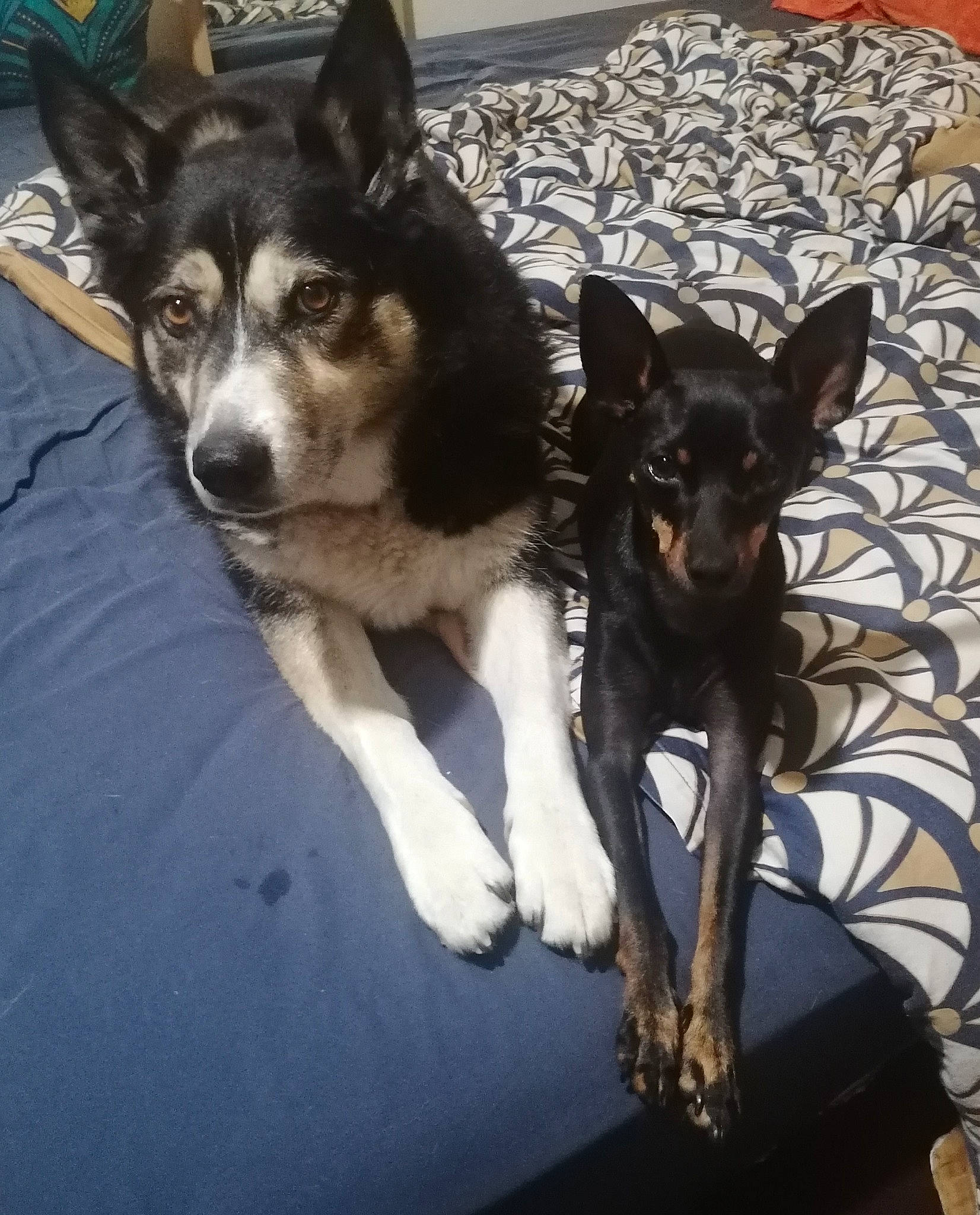 Dumbo a rejoint le concours — aidez-le/la à gagner de superbes lots ! canidae, carnivore, companion_dog, dog, dog_breed, fur, herding_dog, non_sporting_group, paw, snout, sporting_group, tail, toy_dog, working_animal, working_dog