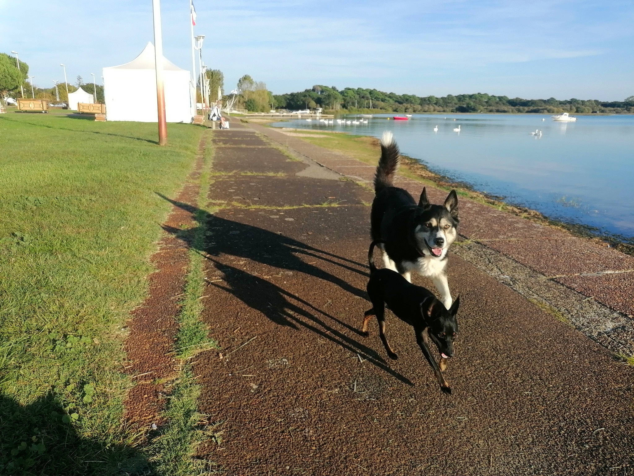 Dumbo a rejoint le concours — aidez-le/la à gagner de superbes lots ! asphalt, carnivore, cloud, collar, companion_dog, dog, dog_breed, fawn, grass, lake, leash, recreation, road, road_surface, shadow, sky, tail, tree, water, working_animal